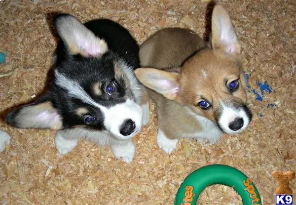 two pembroke welsh corgi dogs lying on the ground